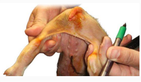 <p>Clostridium difficile enteritis (Neonatal typhlocolitis<span>) </span><span>in</span><span style="color: rgb(230, 155, 255)"> pigs</span></p>