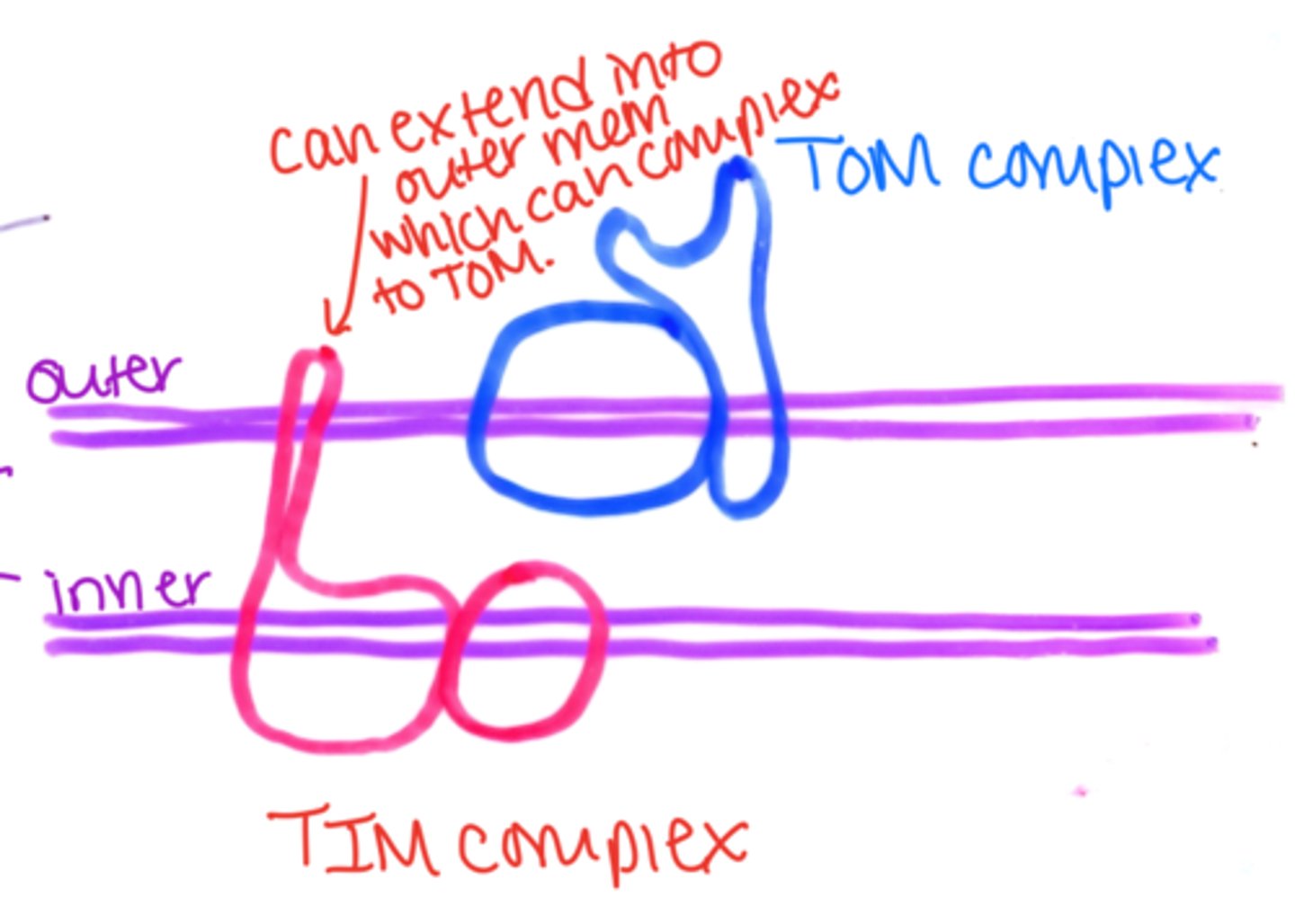 <p>T: this allows it to complex with TOM</p>