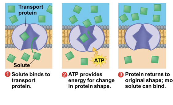 <p>a cell must expend ATP energy to move solutes against concentration gradient</p>