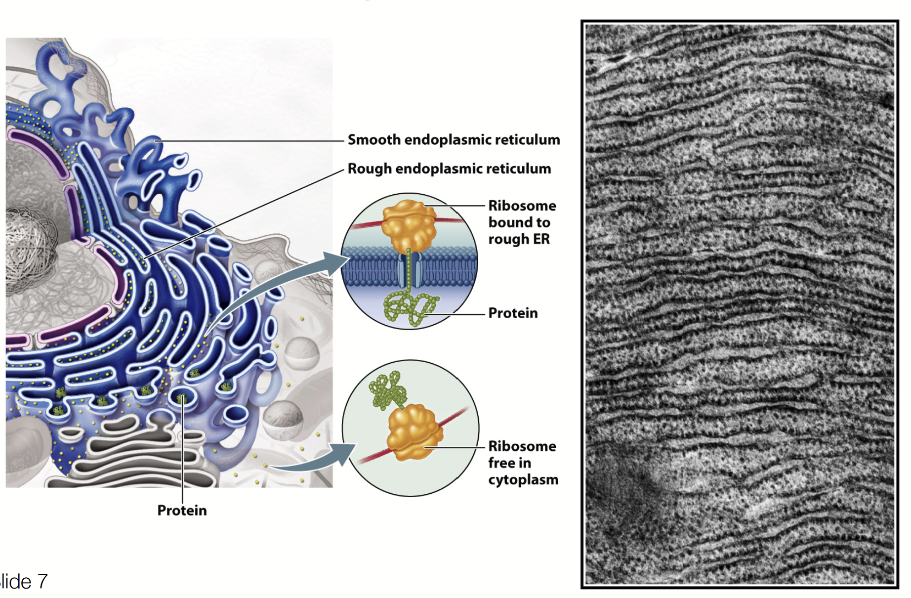 <p>Functions in the synthesis, processing, and sorting of secreted proteins, lysosomal proteins, and certain membrane proteins. <u>HAS RIBOSOMES ATTACHED!</u></p><ol><li><p><strong>Synthesis of membrane phospholipids</strong></p></li><li><p><strong>Glycosylation of proteins</strong> - addition of carbohydrate chains to specific proteins</p></li><li><p><strong>Protein folding / quality control</strong> - involve the activity of <strong><u>molecular chaperones</u></strong><em>,</em> a specific type of protein that assists in the folding proteins</p></li><li><p><strong>Protein synthesis, modification, and transport</strong> - proteins <u>targeted</u> to ER, proteins <u>targeted</u> to other endomembrane compartments (soluble and transmembrane), proteins <u>targeted</u> to plasma membrane (secreted and transmembrane)</p></li></ol>