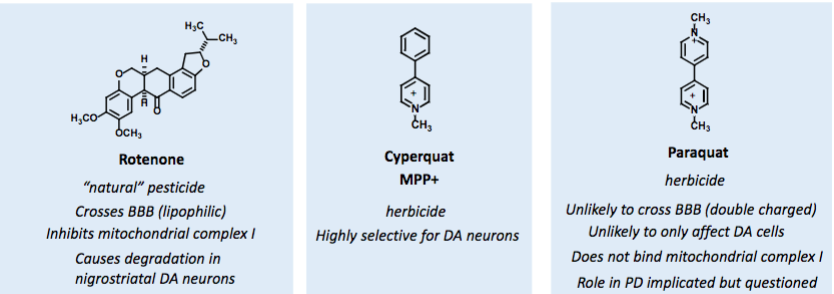 <p>MPTP selectively binds MAO-B which is highly concentrated in human substantia nigra area </p><p>MPP+ concentrates in mitochondria </p><ul><li><p>inhibits mitochondria complex I </p></li><li><p>ATP depleted at mitochondrial level </p></li><li><p>In PD patients, 30-40% reduction in mitochondrial complex I activity in substantia nigra </p></li><li><p>MAO-B inhibitors shown to inhibit MPTP-induced PD in primates – further evidence of this pathway<span style="color: transparent"> primates – further evidence of this pathway</span></p></li></ul><p></p>