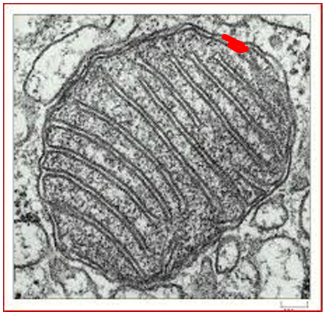 <p>What organelle is this?</p>
