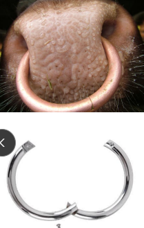 <p><span>Nose Ring</span></p>