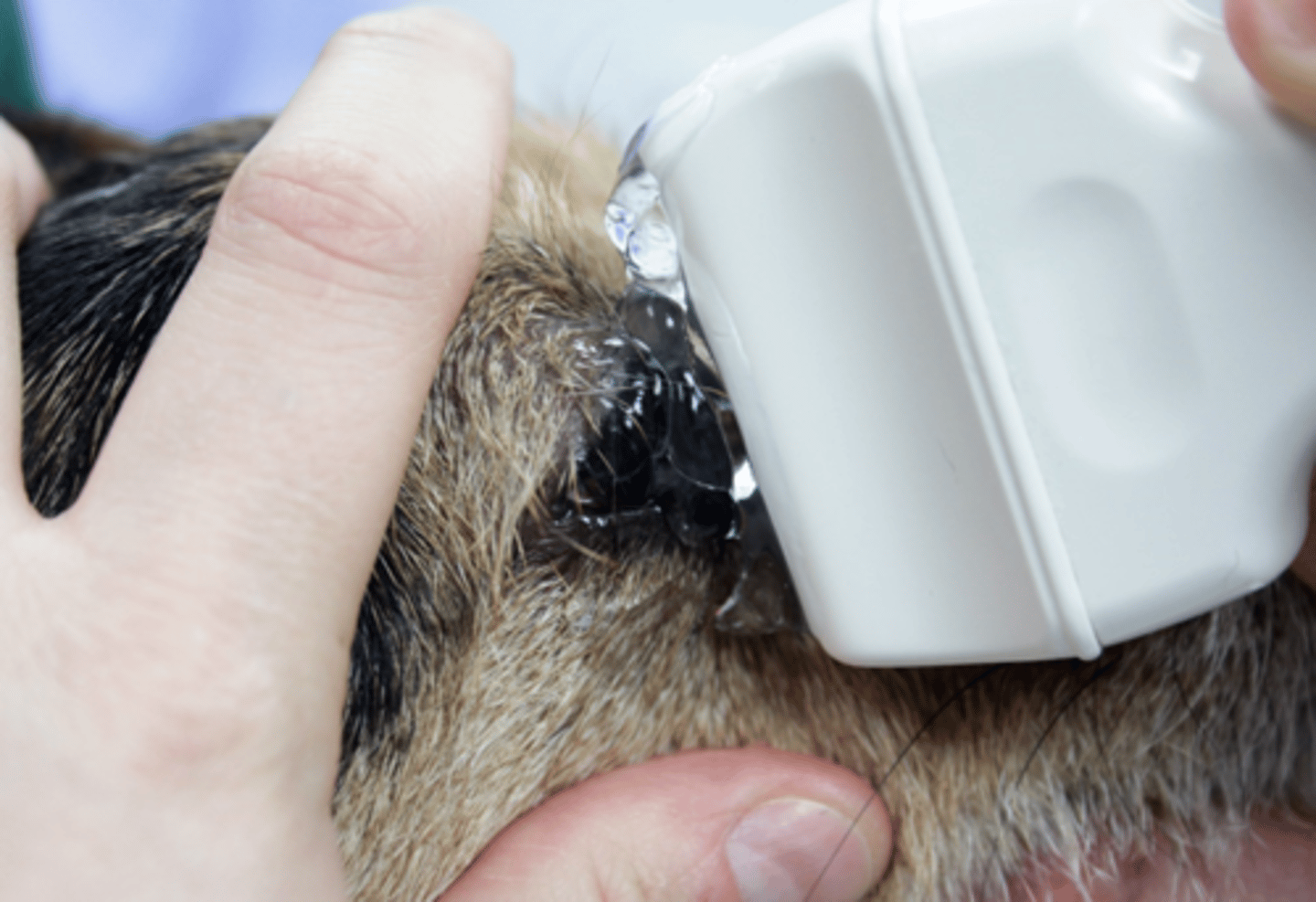 <p>•Conscious +/- light sedation</p><p>•Topical anaesthetic eye drops to numb cornea</p><p>•Direct corneal contact, eyelids open</p>