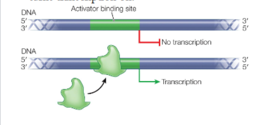 <ul><li><p>negatively regulated: the genes are normally on, and binding of a repressor protein to the DNA turns transcription off</p></li><li><p>positively regulated: the genes are normally off, and binding of an activator protein to the DNA turns transcription on</p></li></ul><p></p>