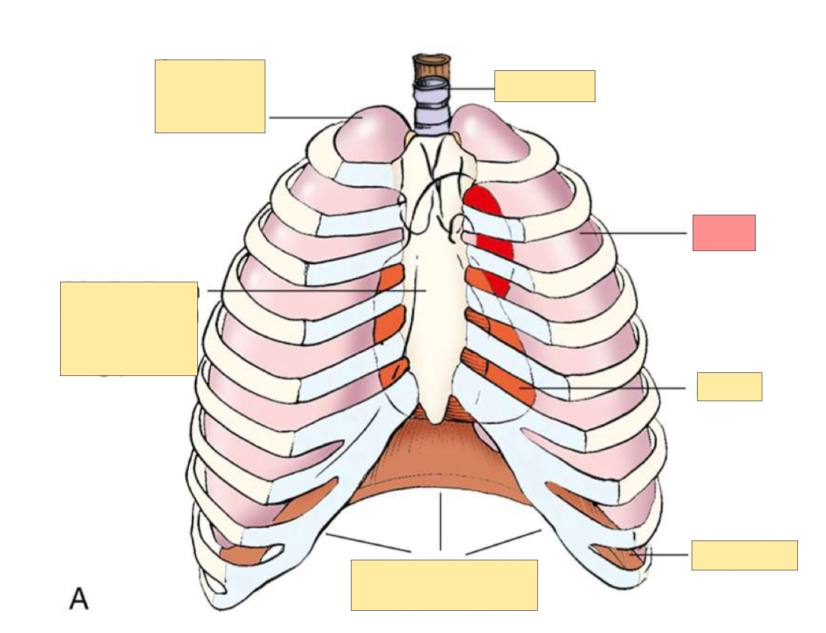 <p>What organ is this?</p>