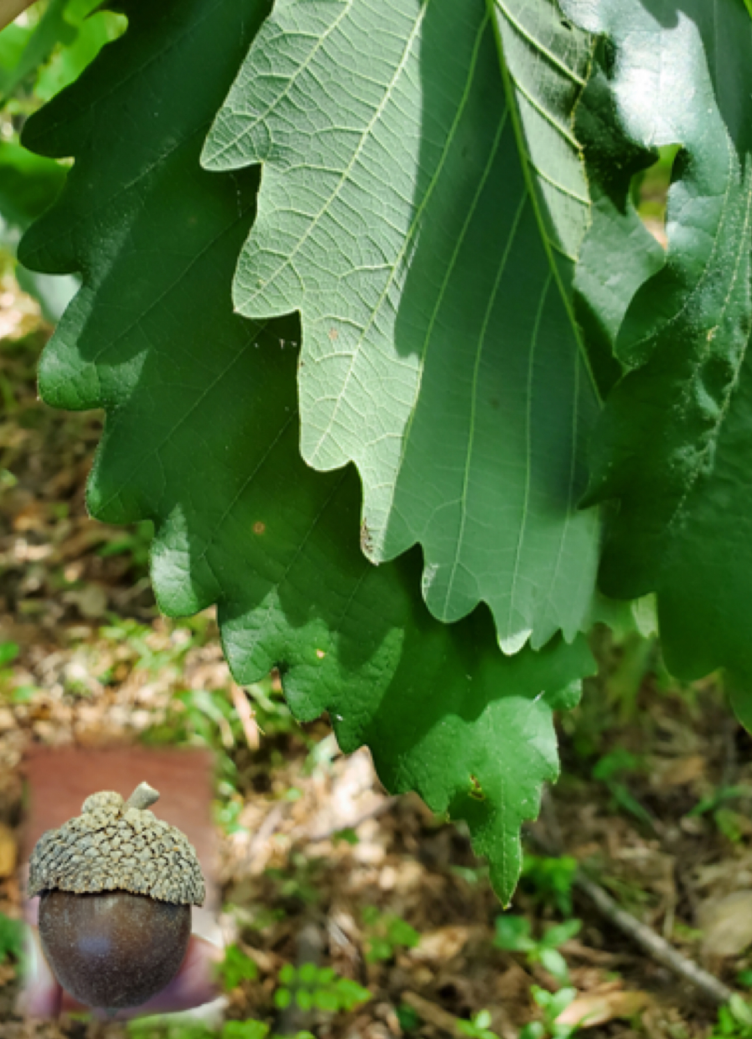 <p>swamp chestnut oak </p>