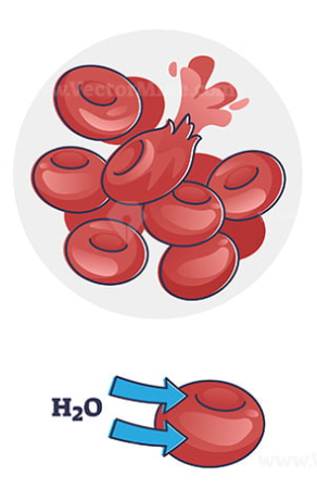 <p>water moves into the cell making it swell and burst</p>