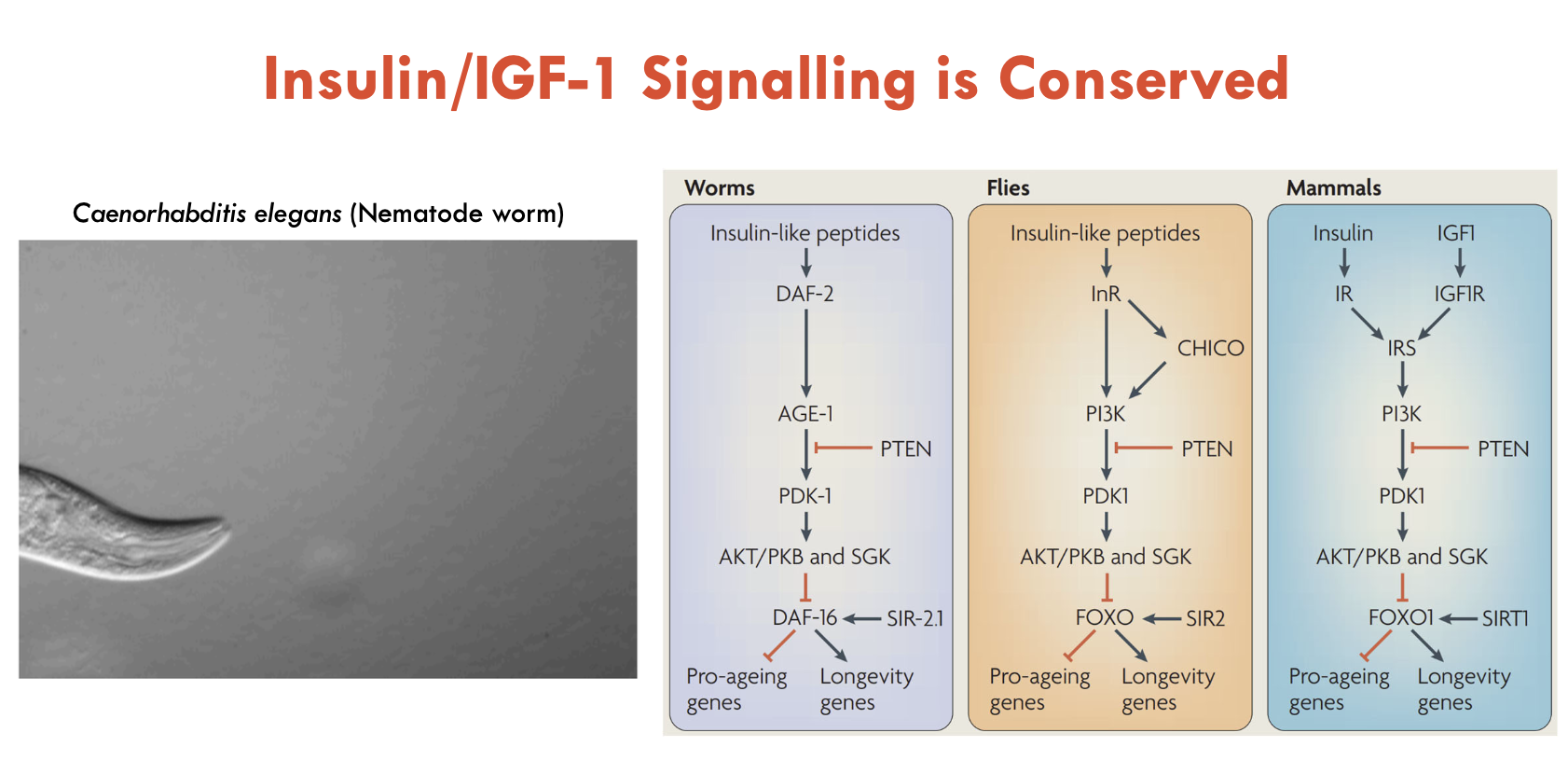 <p>Responsible for feeding metabolism</p><ul><li><p>Insulin and IGF1 activates AKT (kinase), which phosphorylates FOXO1 (pushes FOXO1 out the nucleus and into cytoplasm → cannot bind to DNA targets)</p><ul><li><p>Insulin/IGF-1 signalling inhibits FOXO1 TFs, which promotes pro-aging genes</p></li><li><p><strong>Inhibiting insulin/IGF-1 pathway, activates FOXO1, which transcribes longevity genes</strong></p><ul><li><p>genes related to defence (suppress cell proliferation bc of minimal nutrients, also responsible for apoptosis of dysfunctional cells - sounds counterintuitive but LOL)</p></li></ul></li></ul></li></ul><p>IGF-1 also controls growth and body size in mammals (dogs)</p><ul><li><p>IGF-1 is pro-growth (more is found in big dogs over small dogs)</p></li></ul><p>Intermittent fasting (EODF) reduces plasma IGF-1 (thought to increase lifespan)</p><p></p>