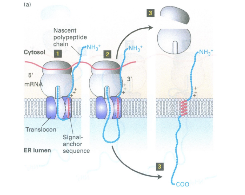 <ul><li><p>free ribsome starts trasnlating </p></li><li><p>then theres a “signal anchor sequence” which is hydrophobic</p></li><li><p>this drags it to the translocon</p></li><li><p>it cant put the N terminal end in because its too far away now </p></li></ul><p></p>