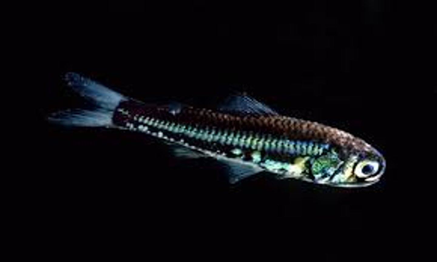 <p>Myctophiformes-Lanternfish</p>