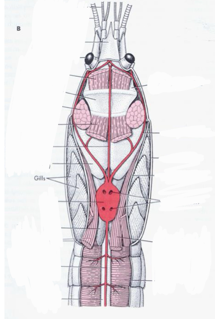 <p>Grouping: Protostome</p><p>Grouping: Ecdysozoa</p><p>Phylum: Arthropoda</p><p>Subphylum: Crustacea</p><p>Class: Malacostraca</p><p>Order: Decapoda</p>