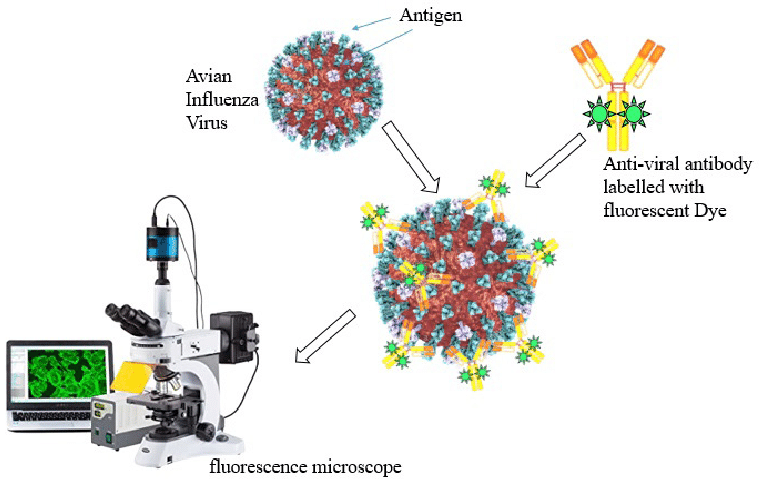 <p>Demonstrating parvovirus in the lesions using a fluorescent antibody microscope or virus isolation</p>