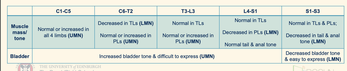 <p>For bladder</p><p><strong><u>Upper motor neuron (UMN)  (C1-S1)</u></strong></p><ul><li><p>When referring to the bladder, i<strong>ncreased bladder wall (detrusor muscle) tone </strong></p></li><li><p>difficult to express due to <strong>increased tone in urinary sphincters </strong></p></li></ul><p></p><p><strong><u>Lower motor neuron (LMN)  (S1-S3)</u></strong></p><ul><li><p> When referring to the bladder, <strong>decreased bladder wall (detrusor muscle) tone</strong></p></li><li><p>easy to express due to<strong> loss of tone in urinary sphincters</strong></p></li></ul><p></p>