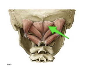 <p>Extends head and neck.</p>