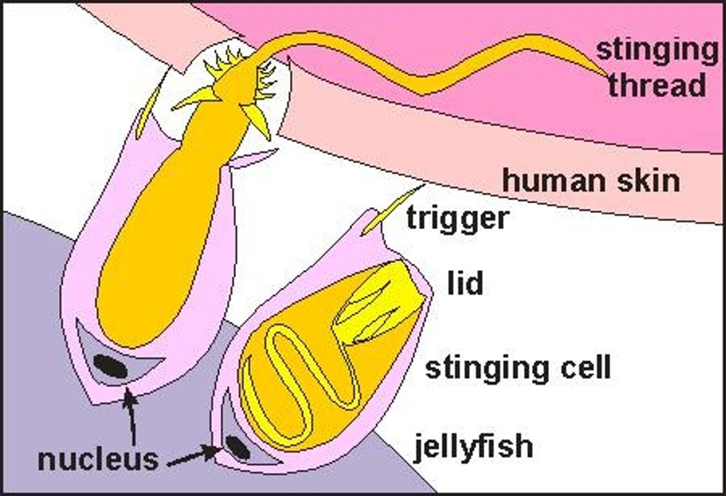 <p>Cnidarians use tentacles with cnidocytes that contain nematocysts to kill or paralyze prey.</p>