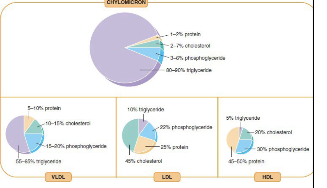 <p>Based on density</p><ul><li><p>Lipids are less dense than proteins</p></li><li><p>Higher the lipid concentration of a lipoprotein, the lower the density</p></li><li><p><strong>VLDL </strong>- Very low density lipoprotein</p></li><li><p><strong>LDL</strong> - Low density lipoprotein</p></li><li><p><strong>HDL</strong> - High density lipoprotein</p></li></ul><p></p>