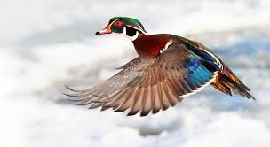 <p><span><span>Aix sponsa</span></span></p>