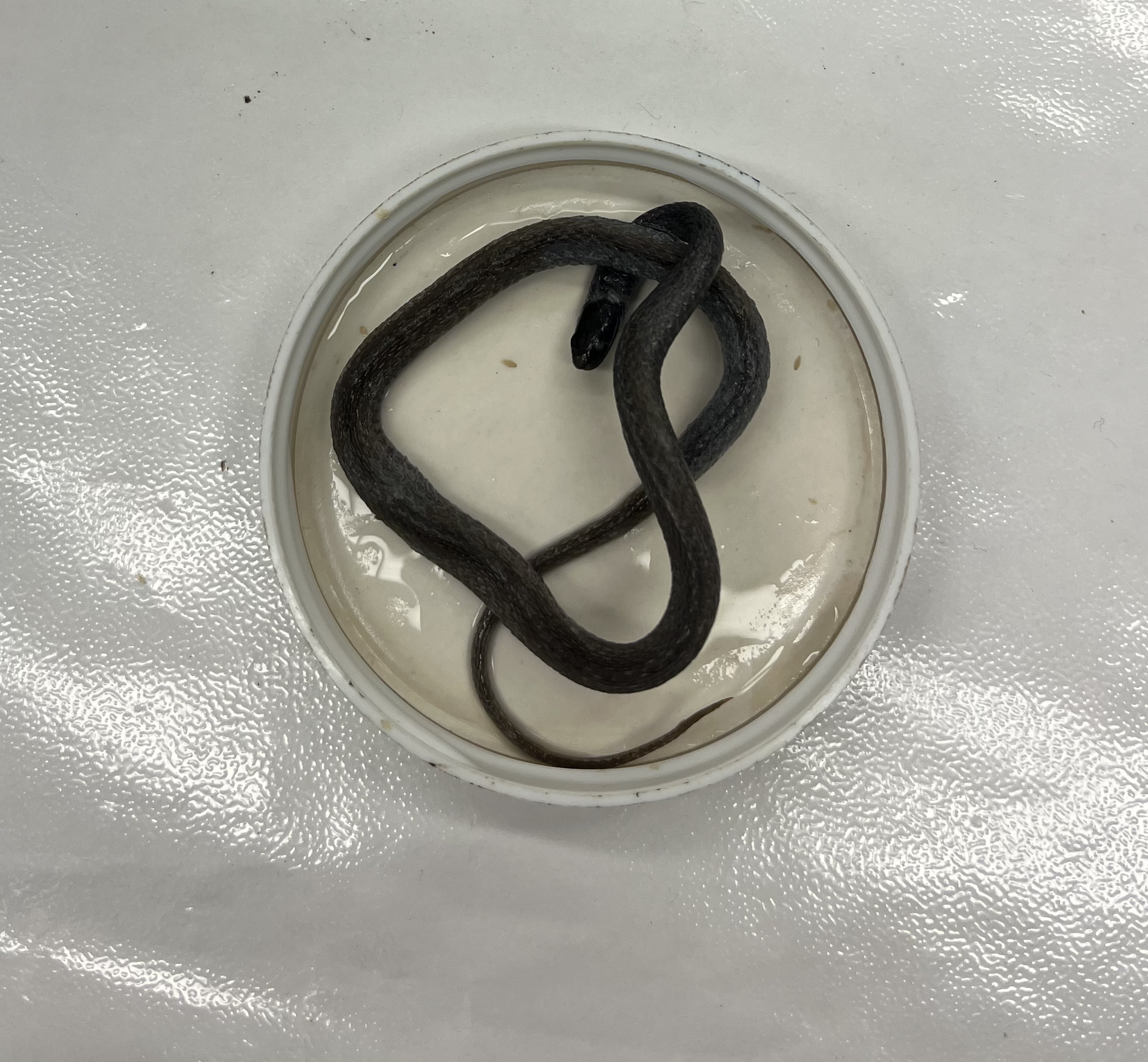 <ul><li><p>small</p></li><li><p>3 spots form light white ring around neck&nbsp;</p></li><li><p>dark head</p></li><li><p>belly is light</p></li><li><p>keeled scales</p></li></ul><p></p>