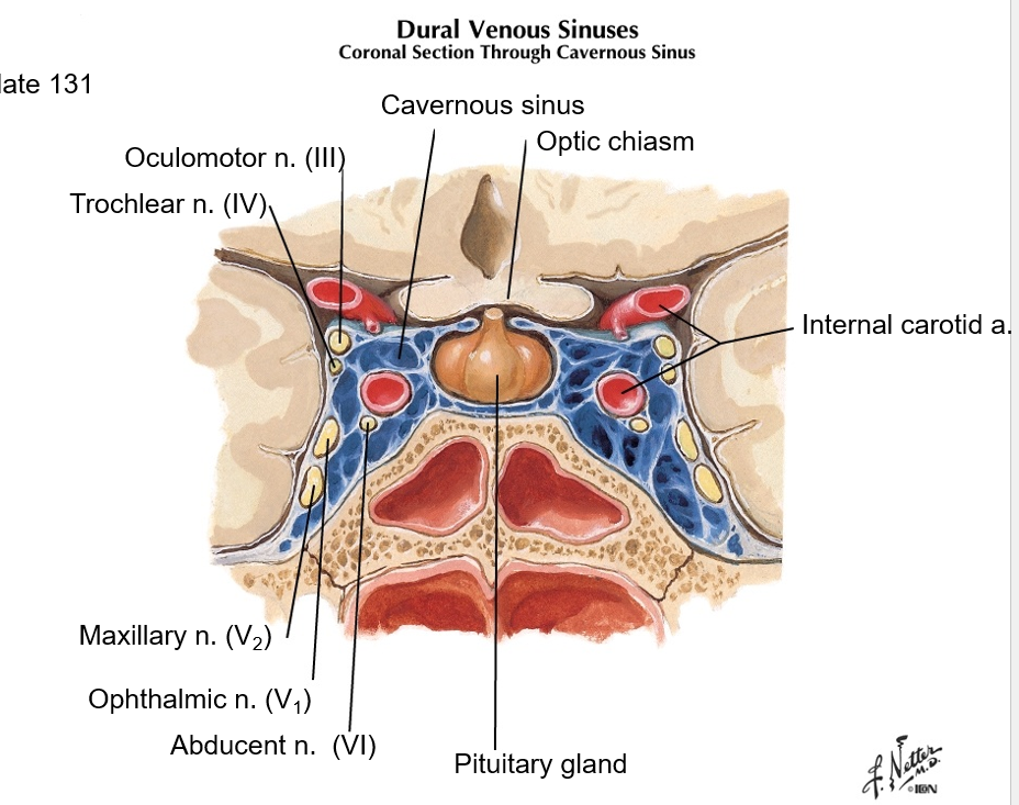 <p>CN III, IV, V2, V1, VI</p><p>Internal carotid artery<br><br>optic chiasm is anterior to cavernous sinus<br></p>