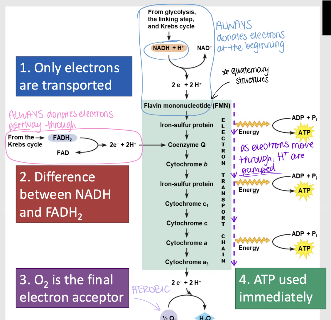 <p>Third step in glucose oxidation where NADH and FADH release electrons to the ETC. As the electrons pass along the chain, ATP molecules are generated. </p>