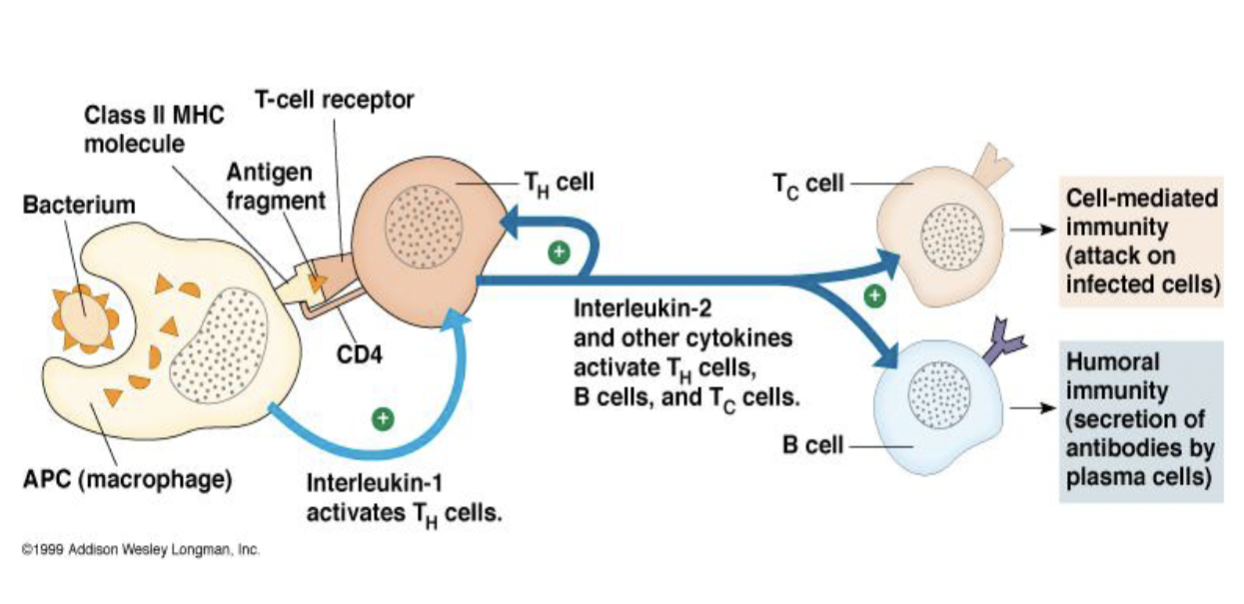 <p>Most are CD4+ </p><p>Recognise antigen presented by antigen presenting cells like macrophages </p><p>Activates macrophages </p><p>Stimulate B cells and cytotoxic T cells </p>