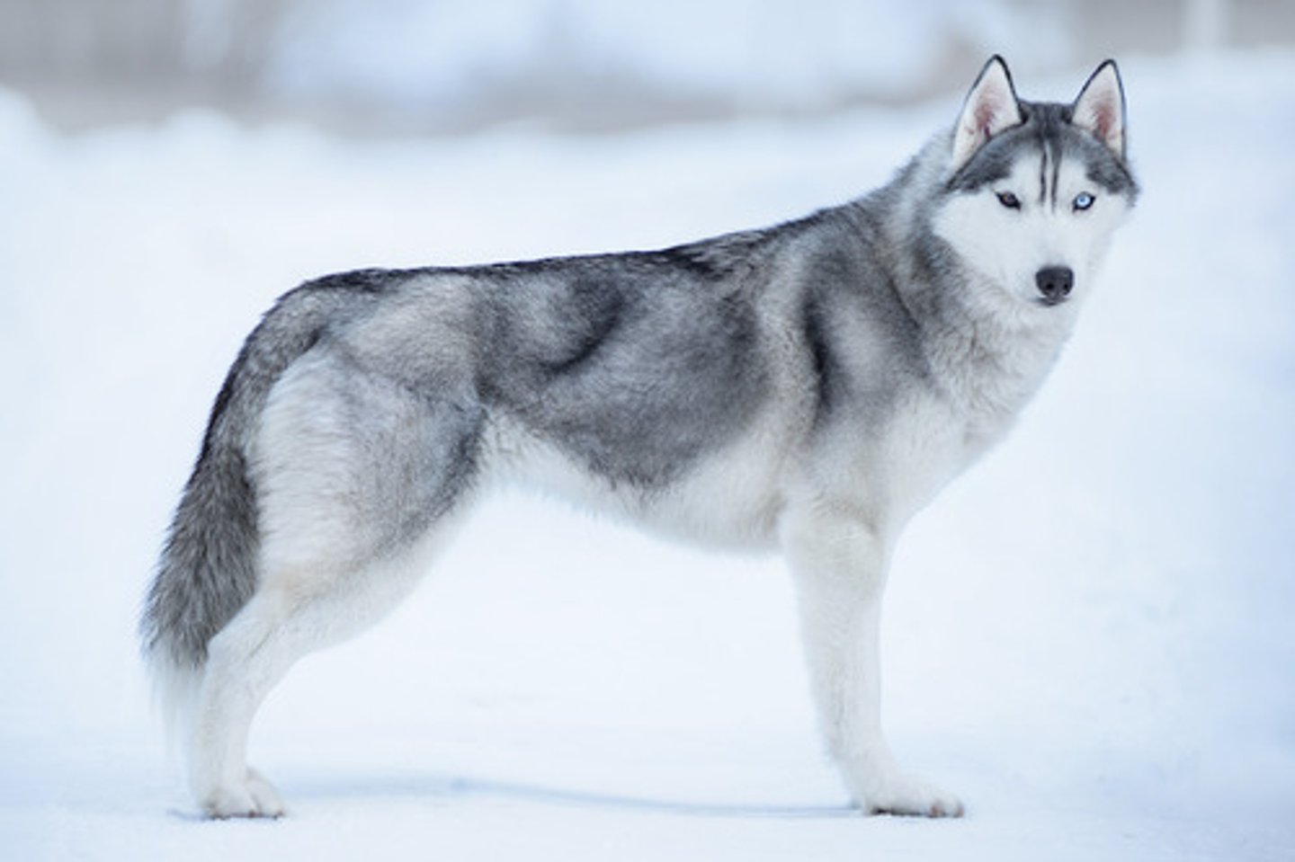 <p>What is this breed? What is it's AKC classification?</p>