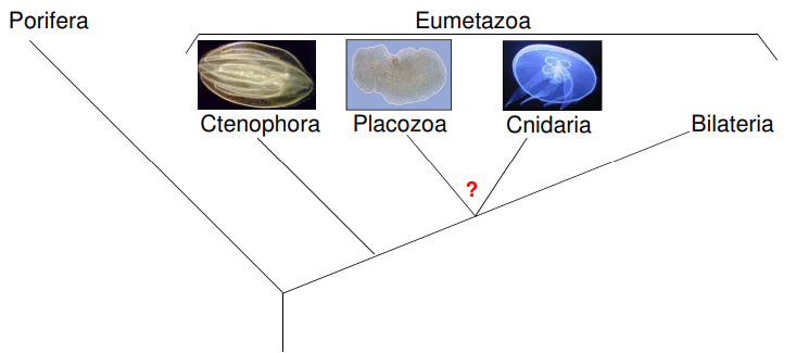 <p>• několik různých hypotéz </p><p>• Ctenophora mají některé znaky ukazující na podobnost s Bilateria (tomu odpovídá za řazení výše), ale molekulární analýzy ukazují na nejbazálnější postavení (snad přeživší odnož ediakarské fauny?!) </p><p>• Placozoa – chybí nervová i smyslová soustava a tělní symetrie – pravděpodobně důsledkem sekundární redukce </p>