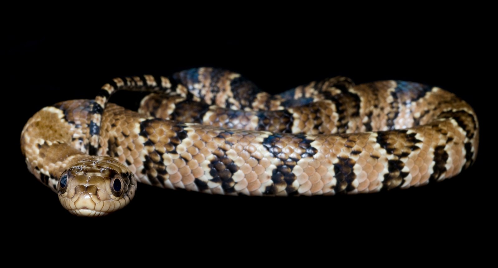 False water cobra