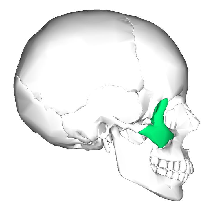 <p>zygomatic bone</p>