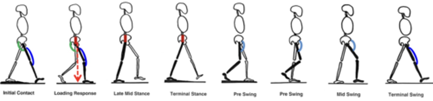 <p>Anterior thigh</p><p>Femoral nerve</p><p>Knee extensors (BLUE) straighten the knee at the end of swing</p><p>Also prevent knee buckling while center of mass is behind the knee</p><p>Inability to extend and lock the knee causes knee to buckle. Patient shift weight anterior to knee and use hand to force the knee into extension.</p>
