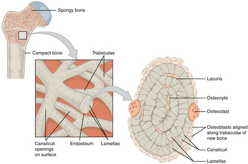 <p>found in the ends of long bones; characterized by irregular spaces filled with red bone marrow that makes blood cells; helps keep bones light in weight</p>