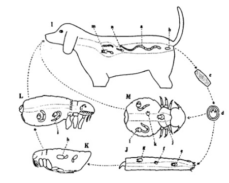<p>Life cycle of? What is the name of metacestode stage?</p>