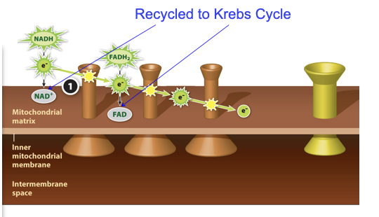 <p>At each step in the electron transport chain’s sequence of handoffs, the electrons fall to a lower energy state, releasing a little bit of energy.</p>