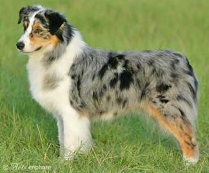 <p>- Herding group<br>- 18-23 inches<br>- 40-65 pounds<br>- Black, Blue Merle, Red, Red Merle</p>