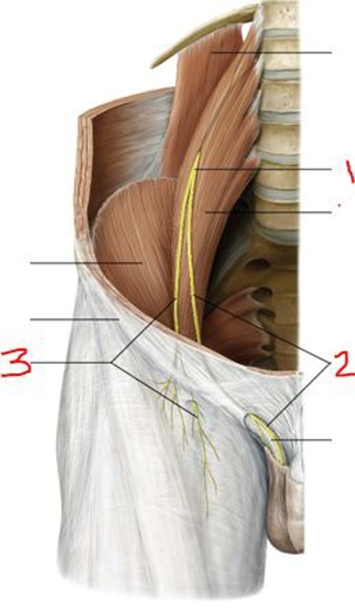 <p>What does 2 innervate in males?</p>