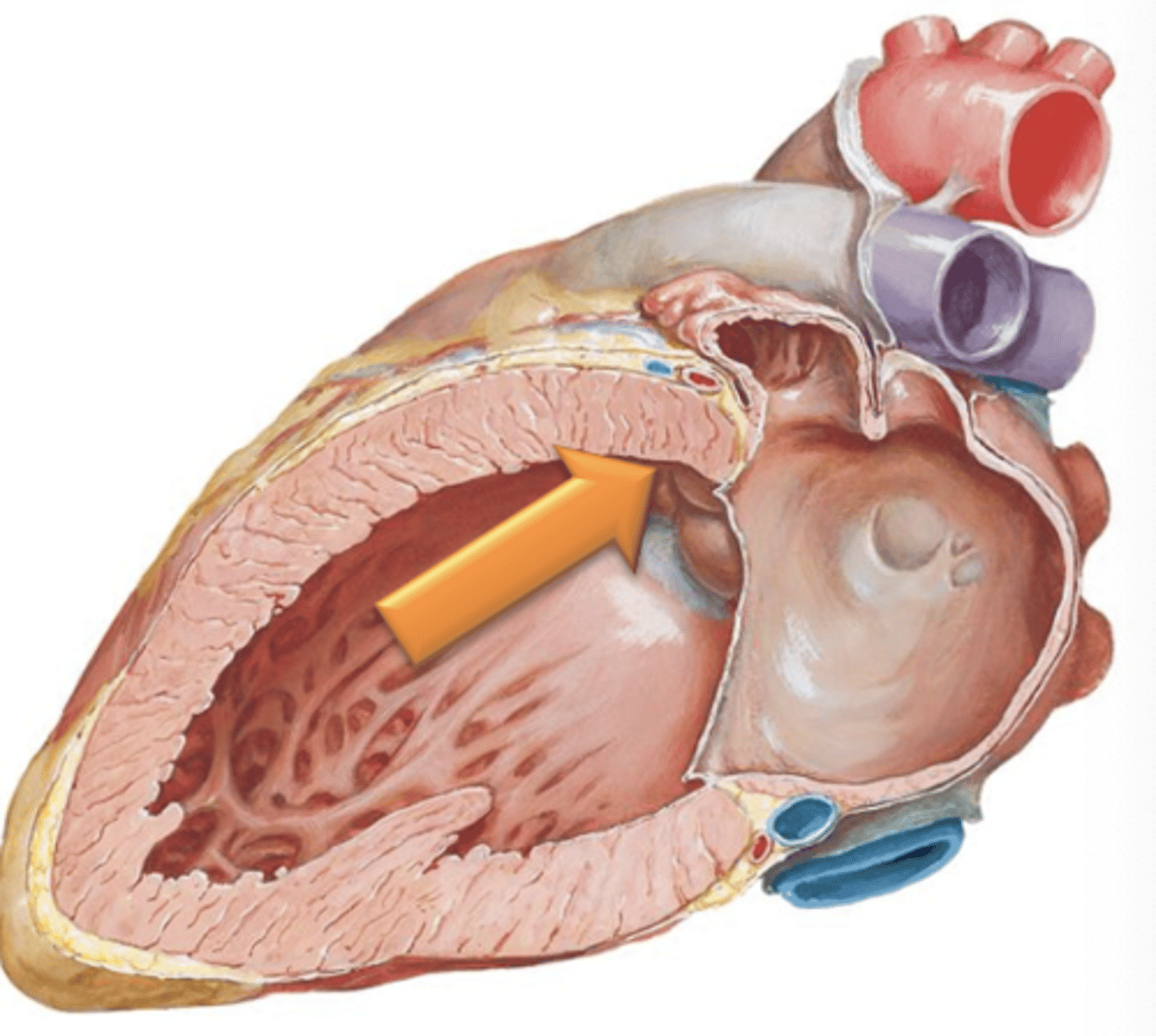 <p>The opening to the aorta is guarded by the ___ ___ ___.</p>