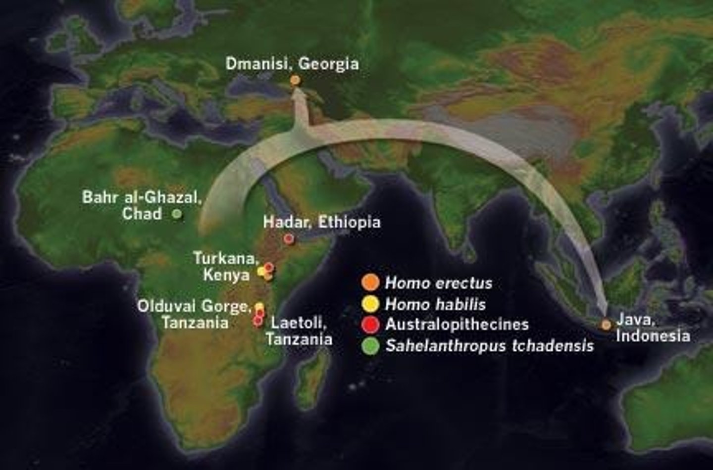 <p>Migration of humans from Africa to other regions.</p>