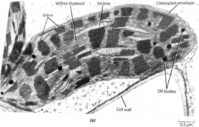<p>Plastids</p>