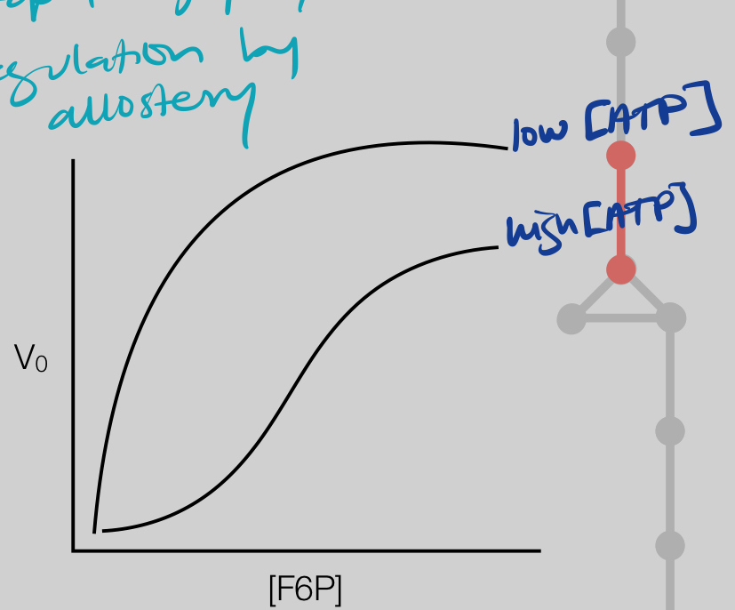 <p>What explains this graph of the activity of the enzyme PFK?</p>