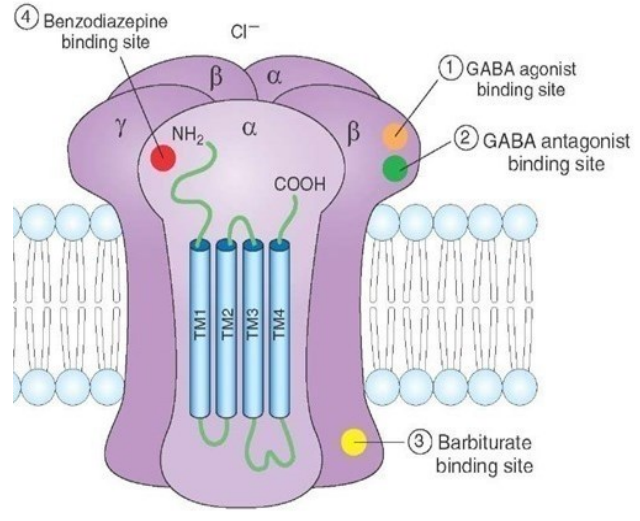 <ul><li><p class="">Pentameric: 2 α, 2 β, 1 γ/δ/ε/π/θ subunit</p></li><li><p class="">GABA binds at α-β interface</p></li><li><p class="">Benzodiazepines bind at α-γ interface</p></li><li><p class="">Barbiturates bind intracellularly</p></li><li><p class="">Subunit composition affects:</p><ul><li><p class="">GABA affinity</p></li><li><p class="">Channel properties</p></li><li><p class="">Drug sensitivity</p></li><li><p class="">Cell type-specific expression</p></li><li><p class="">Subcellular localisation (e.g., γ needed for synaptic, δ for extrasynaptic → tonic inhibition)</p></li></ul></li></ul><p></p>