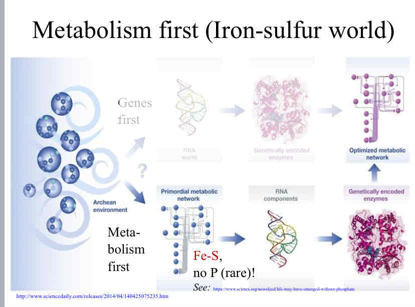 <p>Metabolism First Hypothesis</p>