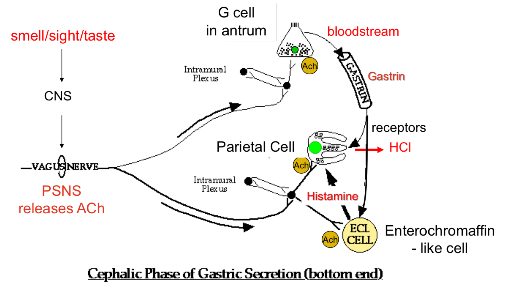 <ul><li><p>repaired the digestive system for food processing </p></li><li><p>30% of total gastric secretions </p></li><li><p>Input: Neural </p></li><li><p>Output: “predatory” acid and enzyme secretion → increases efficiency of digestion </p></li></ul><p></p>