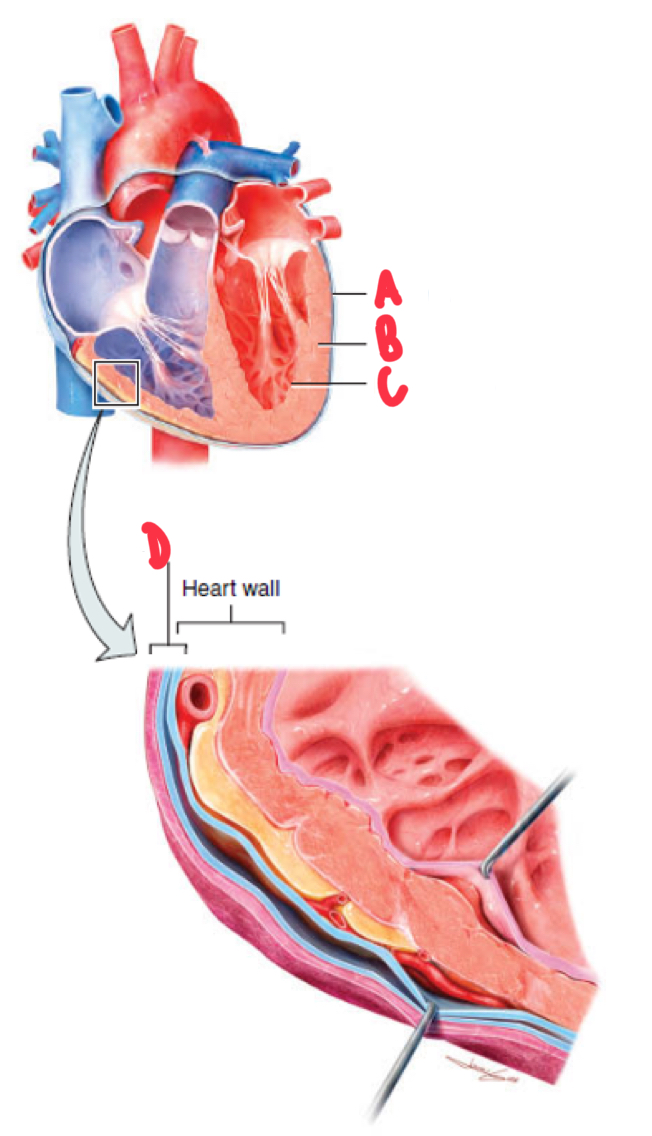 <p>Name and describe the layers of the heart. </p>