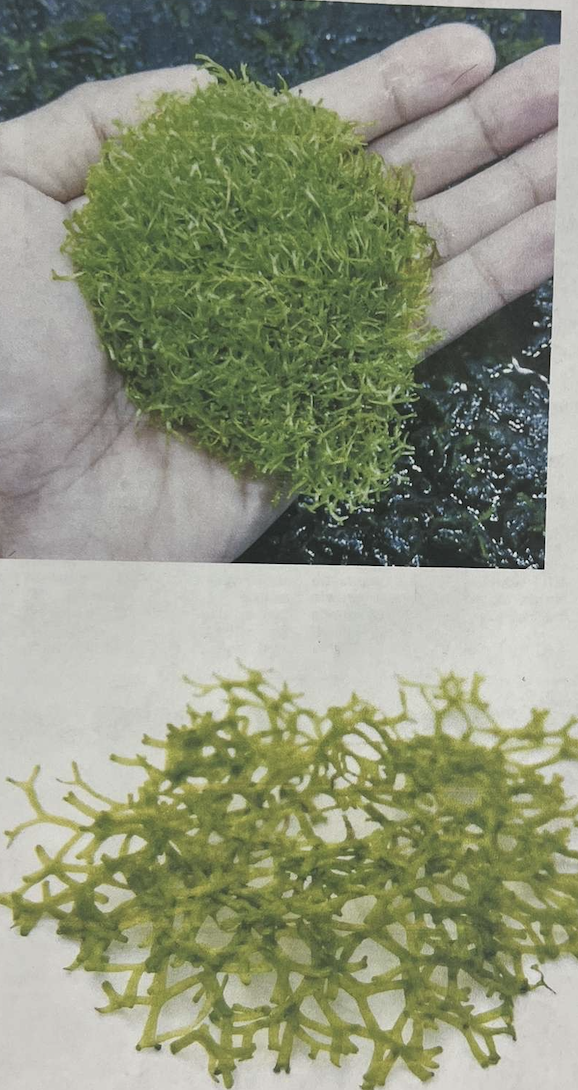 <p>plant?</p>
