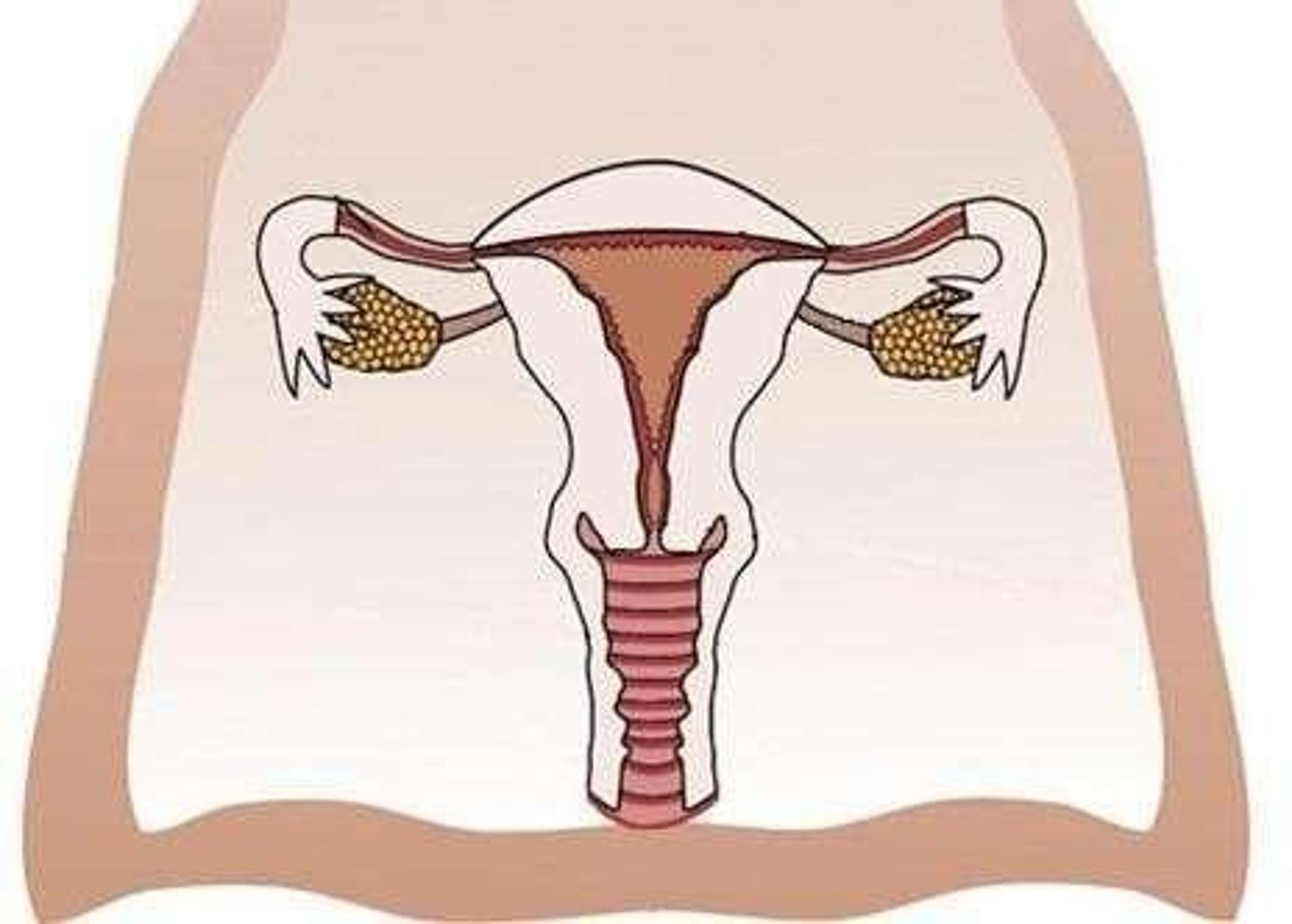 <p>Transport egg cells from the ovary to the uterus; the site of fertilisation.</p>