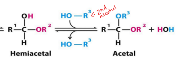 <p>when the 2nd alcohol has attacked</p><p>hemiacetal—&gt; acetal</p><p></p><p>what forms when we have dissacharides </p>