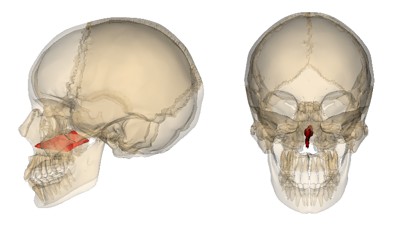 <p>Thin trapezoidal bone of the skull forming the posterior and inferior parts of the nasal septum</p>