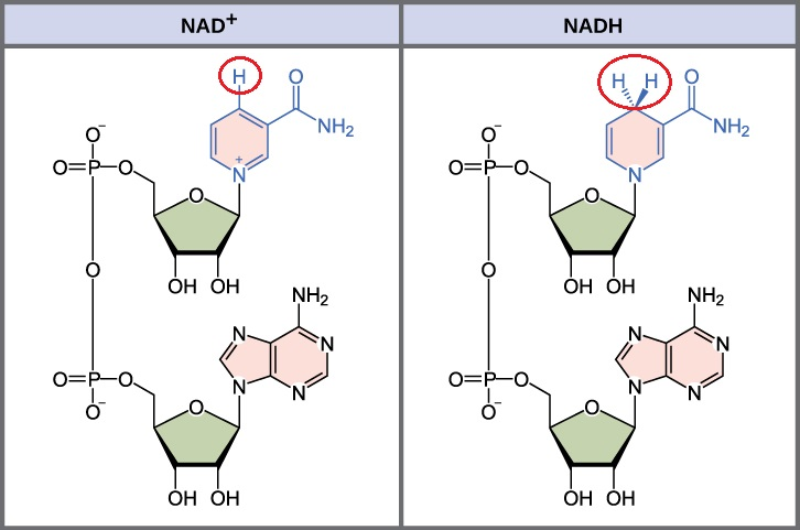 <ul><li><p><strong> NAD⁺ </strong>(oxidised form)<strong> is a coenzyme composed of 2 nts: one containing adenine and the other containing nicotinamide, linked through phosphate groups.</strong></p></li><li><p><strong><u>In its oxidized form,</u></strong> <span style="color: #3a8459"><strong>NAD⁺ has a positive charge (+)</strong></span>, <strong>due to the N in the nicotinamide ring being positively charged.</strong></p></li></ul><ul><li><p><strong>NADH</strong> (reduced form of NAD⁺) The main structural difference is that <strong><u>NADH has 2 additional electrons and a proton </u></strong>compared to NAD⁺</p></li><li><p><strong>State</strong>: The nicotinamide ring in NADH has accepted these two electrons and one proton, <strong><u>neutralizing the positive charge.</u></strong> </p></li><li><p><strong>This allows NADH to store energy and carry electrons to other reactions </strong>(e- carrier to be used in OP)</p><p></p></li></ul><p></p>