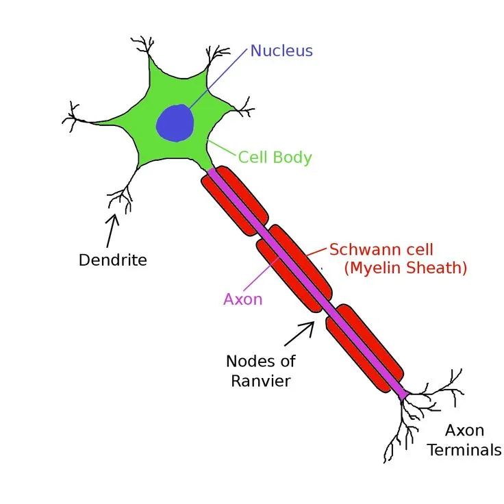 <ul><li><p>Motor neurones transfer nerve impulses from the brain or the spinal cord to effectors</p></li></ul><p></p>